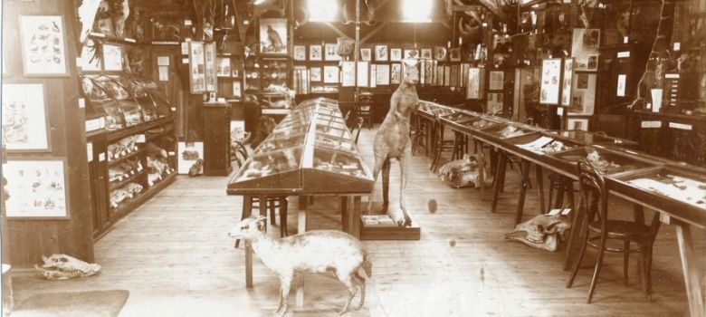 Photo of early museum display