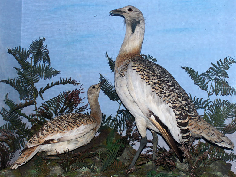 Great Bustards