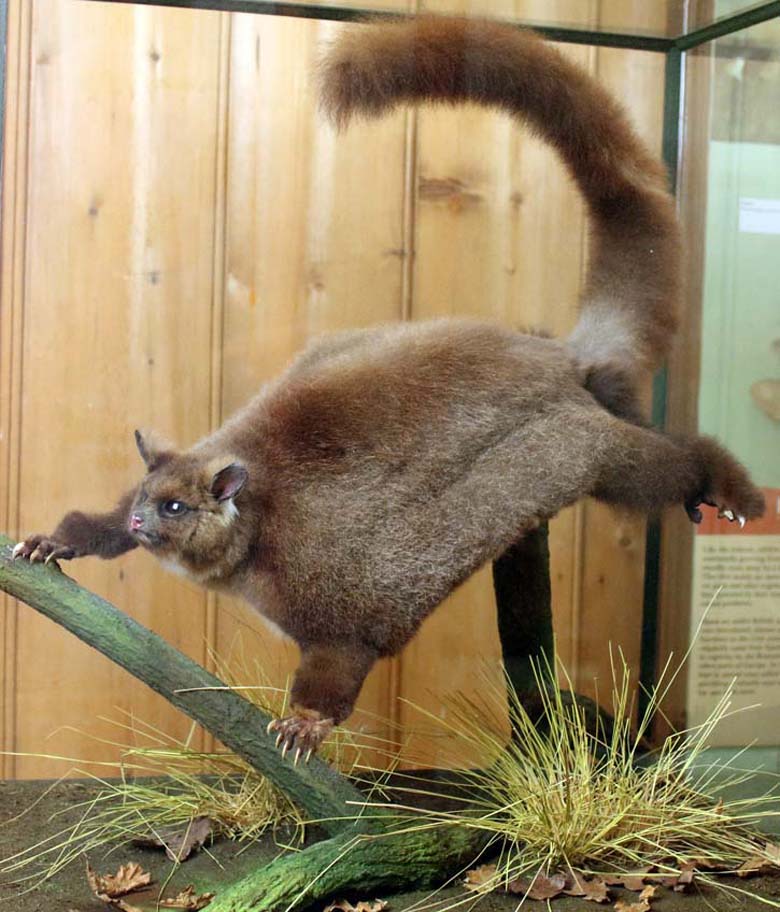 Southern Flying Squirrel