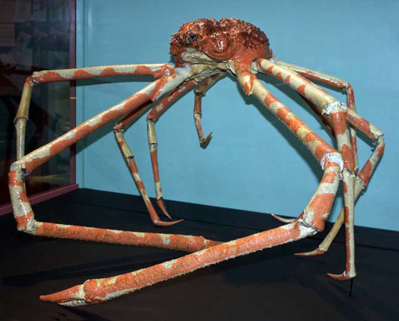 Giant Japanese Crab