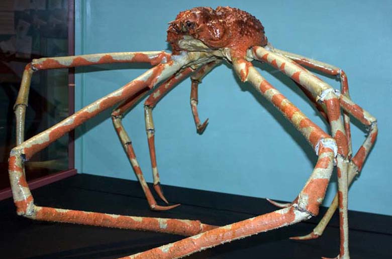 Giant Japanese Crab