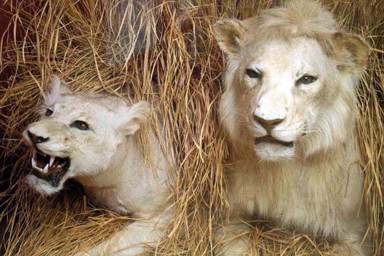 African Lions