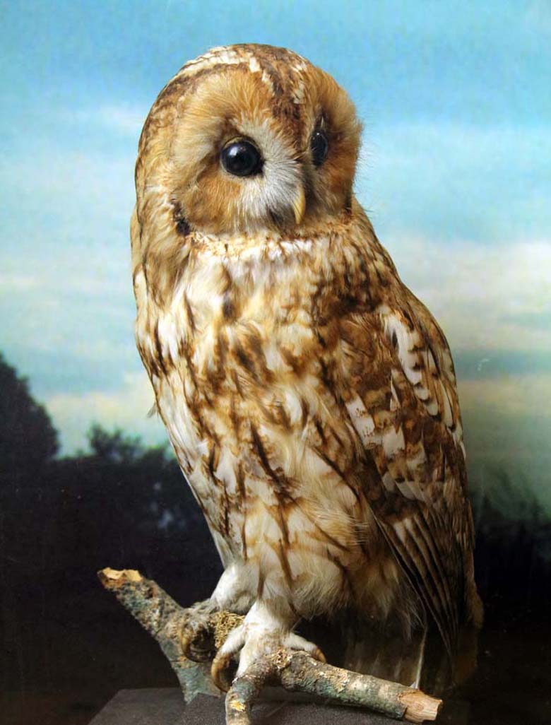 Tawny Owl
