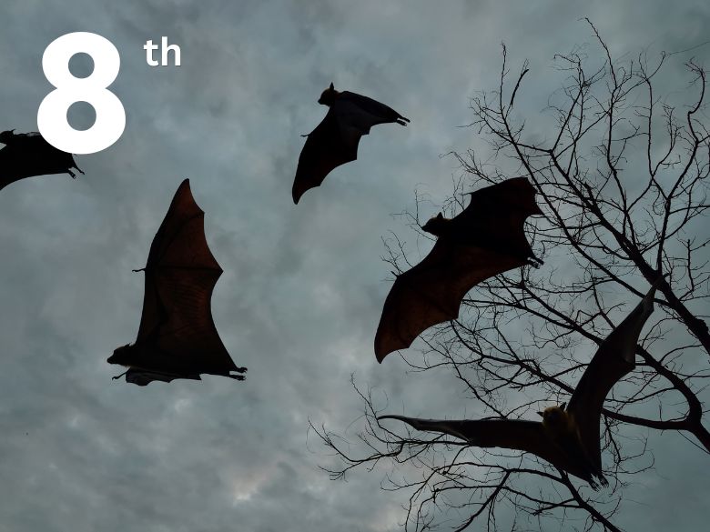 Bats flying at dusk