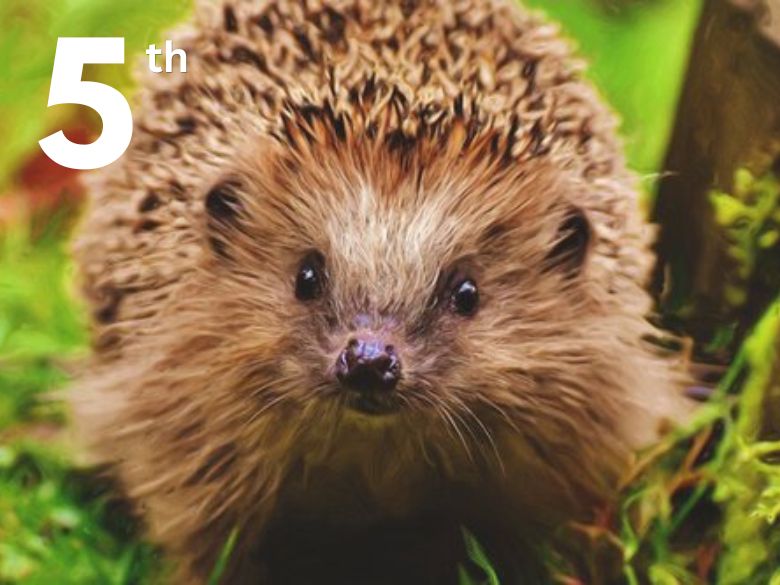 A hedgehog