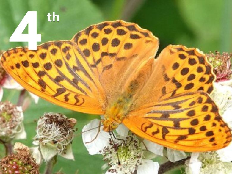A butterfly