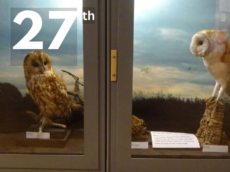 Birds in the Museum