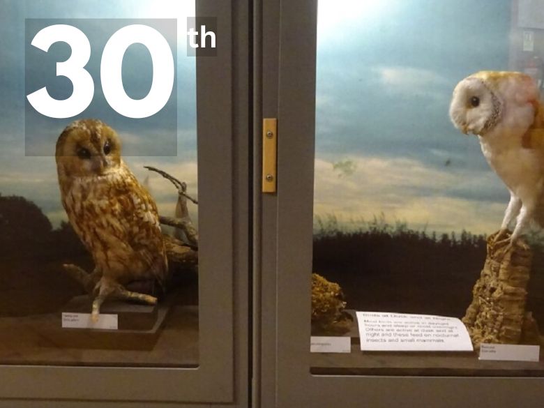 Birds in the Museum