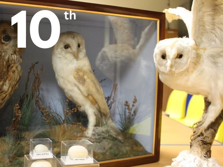 Birds in the Museum