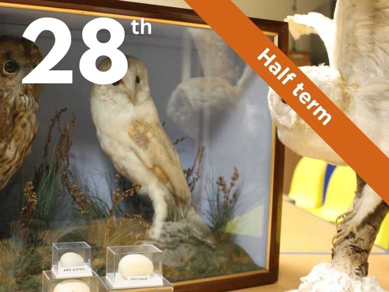 Birds in the Museum