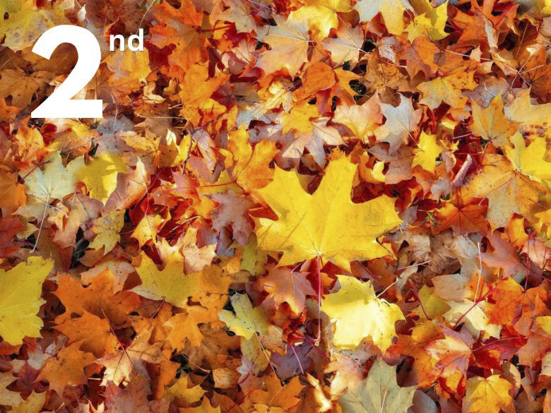 Autumn leaves