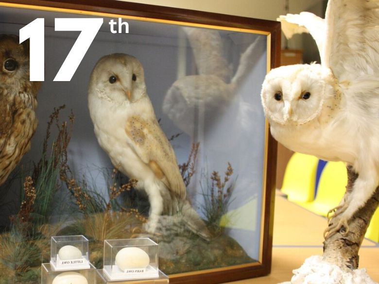 owls in the Museum