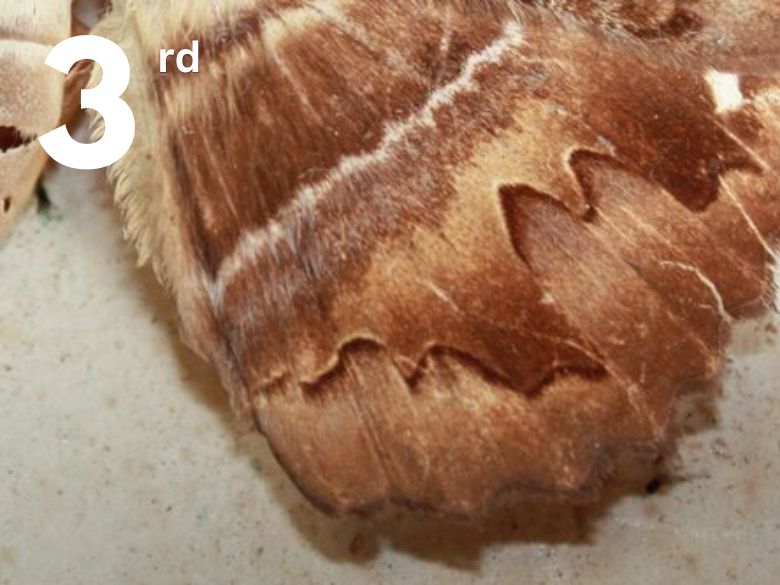 Close up of a moth's wing