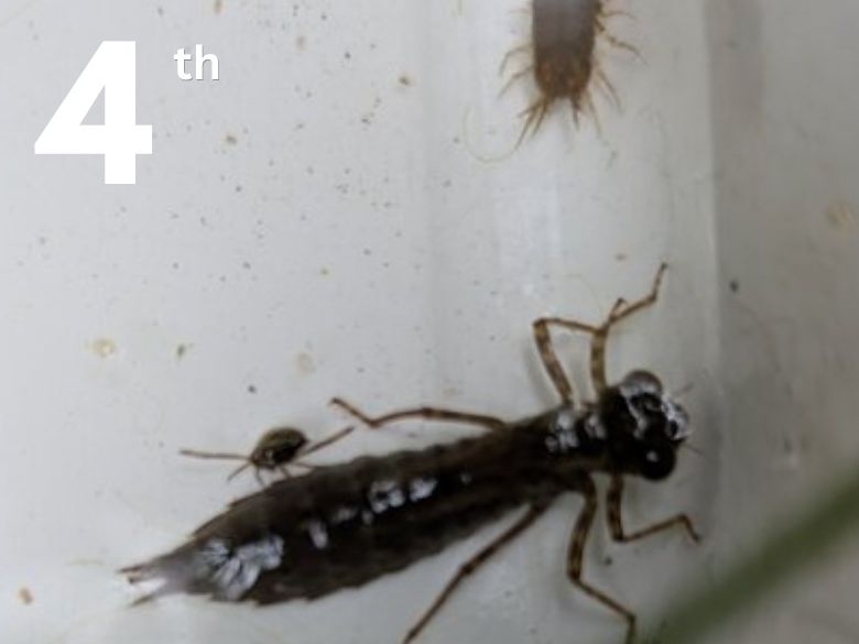 Children inspect tiny creatures