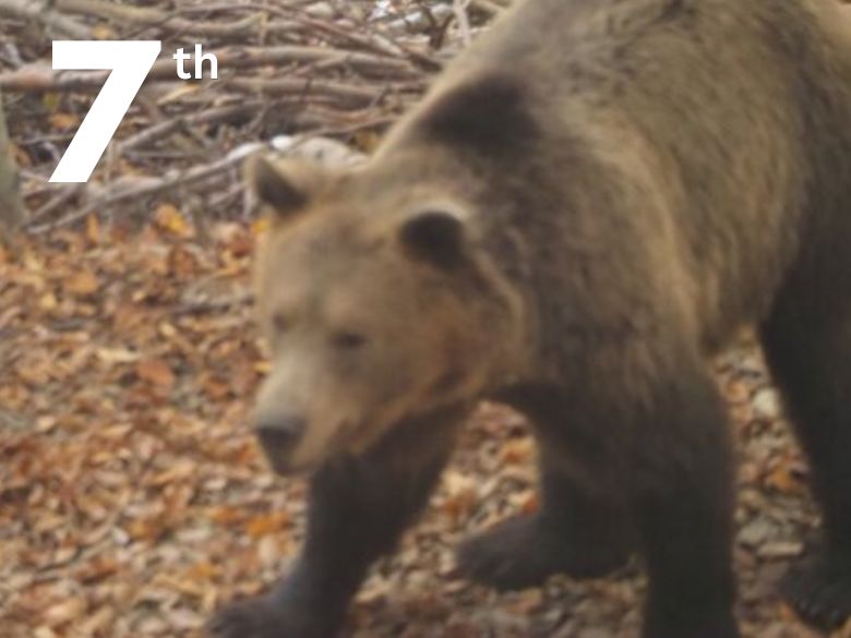 A wild bear