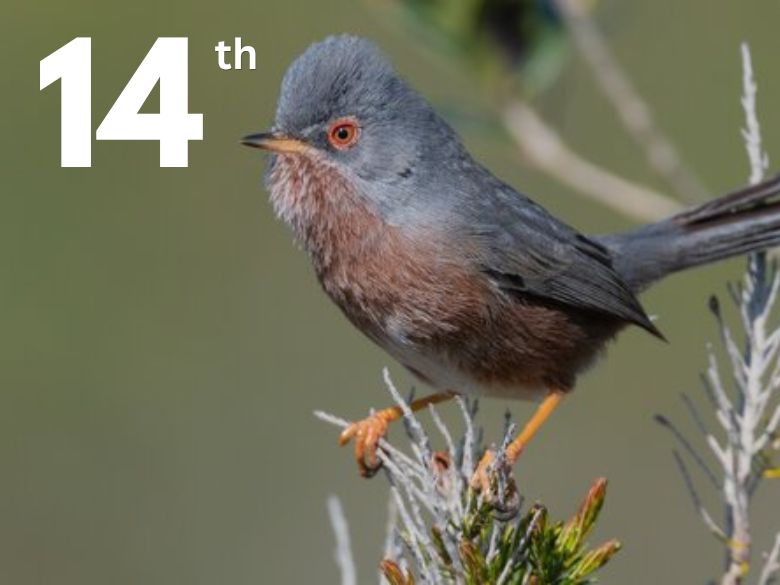 A small bird