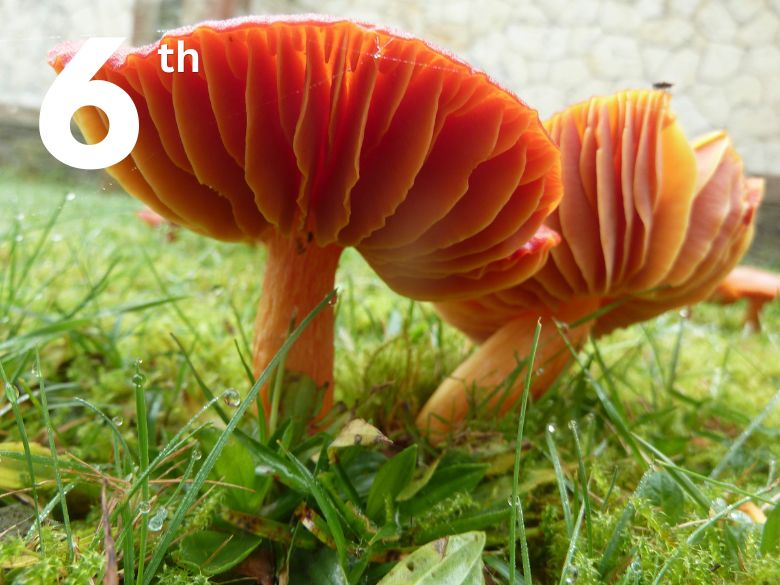 Wild mushrooms