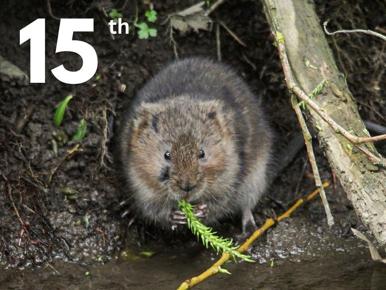 a water vole on a river bank